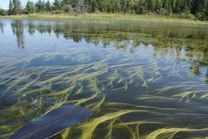 Water grass, Quetico River