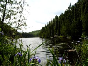 Gasket Lake N. Landing looking south