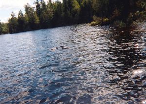 Loon and Chick