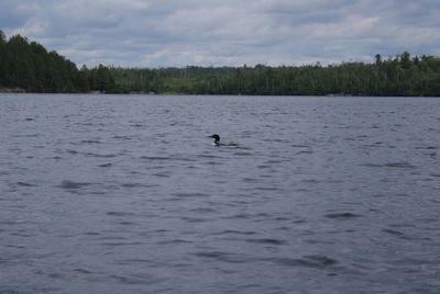 Loon came to say 