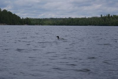 Loon came to say