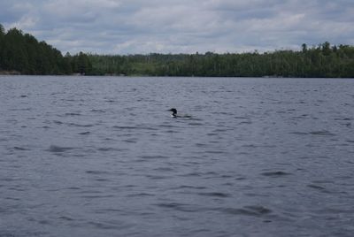 Loon came to say "Goodbye"