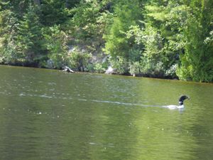 Loon