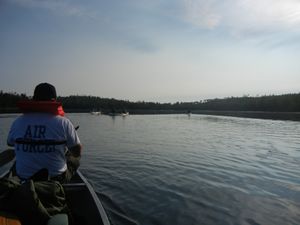 Paddling Birch