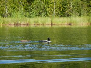 Loon and Baby