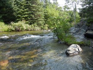 Rapids into Seed