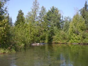 Rapids into Seed