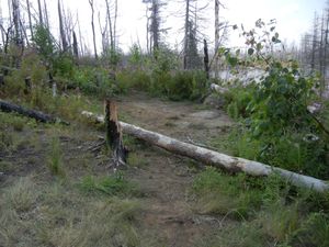 Campsite 1364