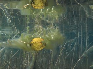 Autumn Underwater