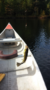 Emerald Largemouth in the Morning