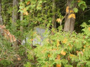 Campsite on Beaver Lake