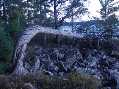 Twisted tree