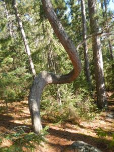 Bent tree