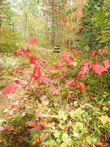 Fall colors