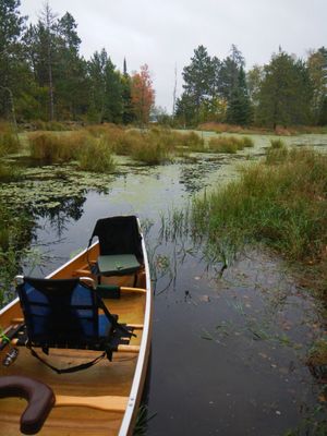 Beaver pond