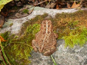 Toad