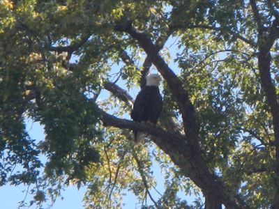 Bald eagle