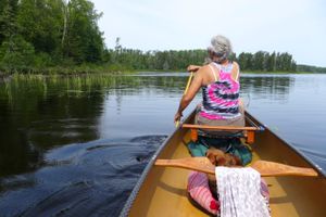 wild rice along north kawishiwi