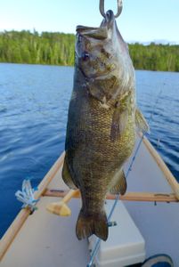 nice bass! south farm lake.