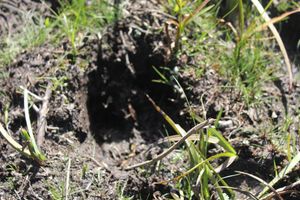 Moose tracks