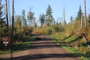 Bear off Gunflint Trail