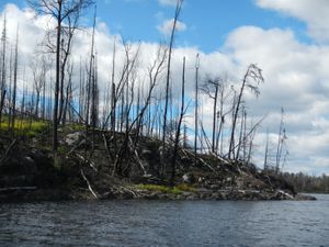 Pagami Creek Fire impacts on Insula Lake