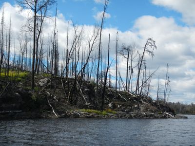 Pagami Creek Fire impacts on Insula Lake