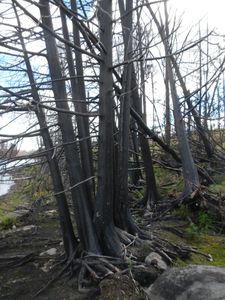 Fire Damage to trees. Some still standing