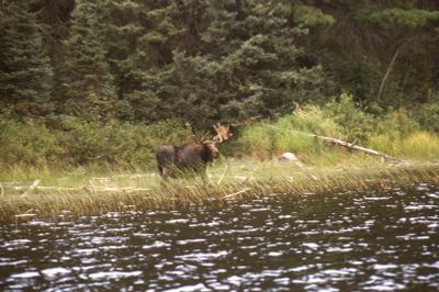 Bull moose, Olifaunt