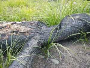 Other trees fallen