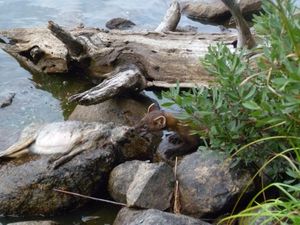 Pine Marten