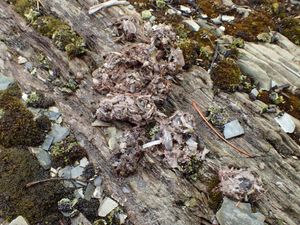 River Otter Scat