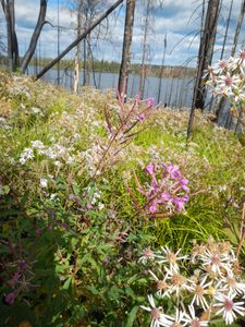 Lots of flowers