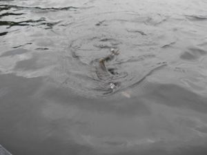 Makwa Lake Trout
