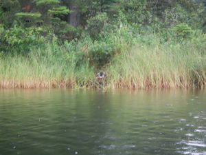 Makwa Lake Loon