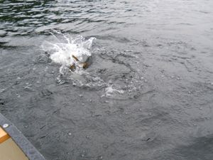 Makwa Lake Trout