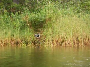 Makwa Lake Loon