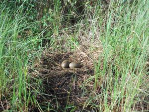 Makwa Lake Loon Eggs