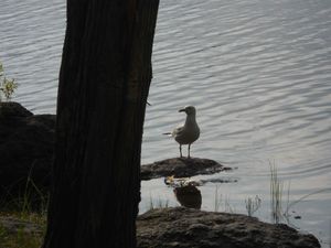 DSCN0136.jpg