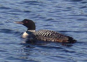 Loon
