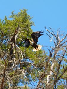 Eagle in Flight