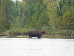 Moose