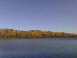 bower trout