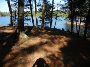 Campsite #310