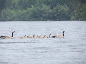 Family of Geese