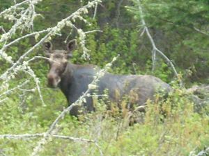 Moose Cow at River's edge