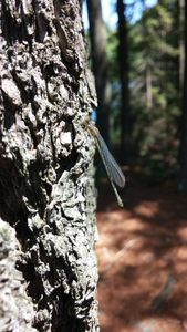 Winged friend in camp