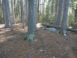 Campsite #309