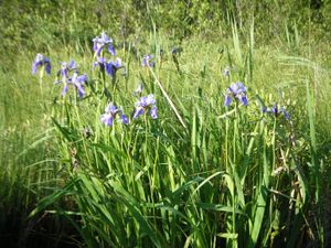 bower trout iris