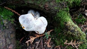 Cool Ottertrack fungus